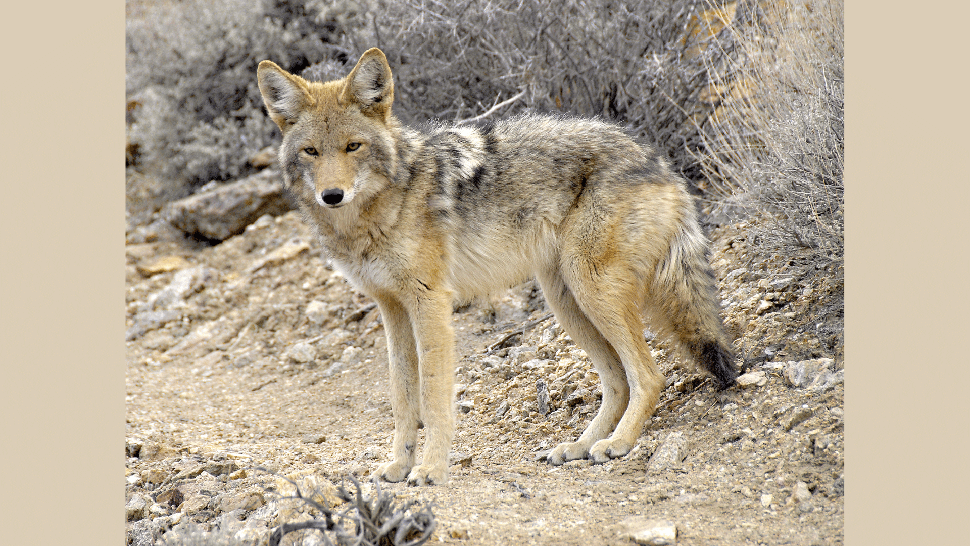 Coyotes_Strategy-Based_Traits