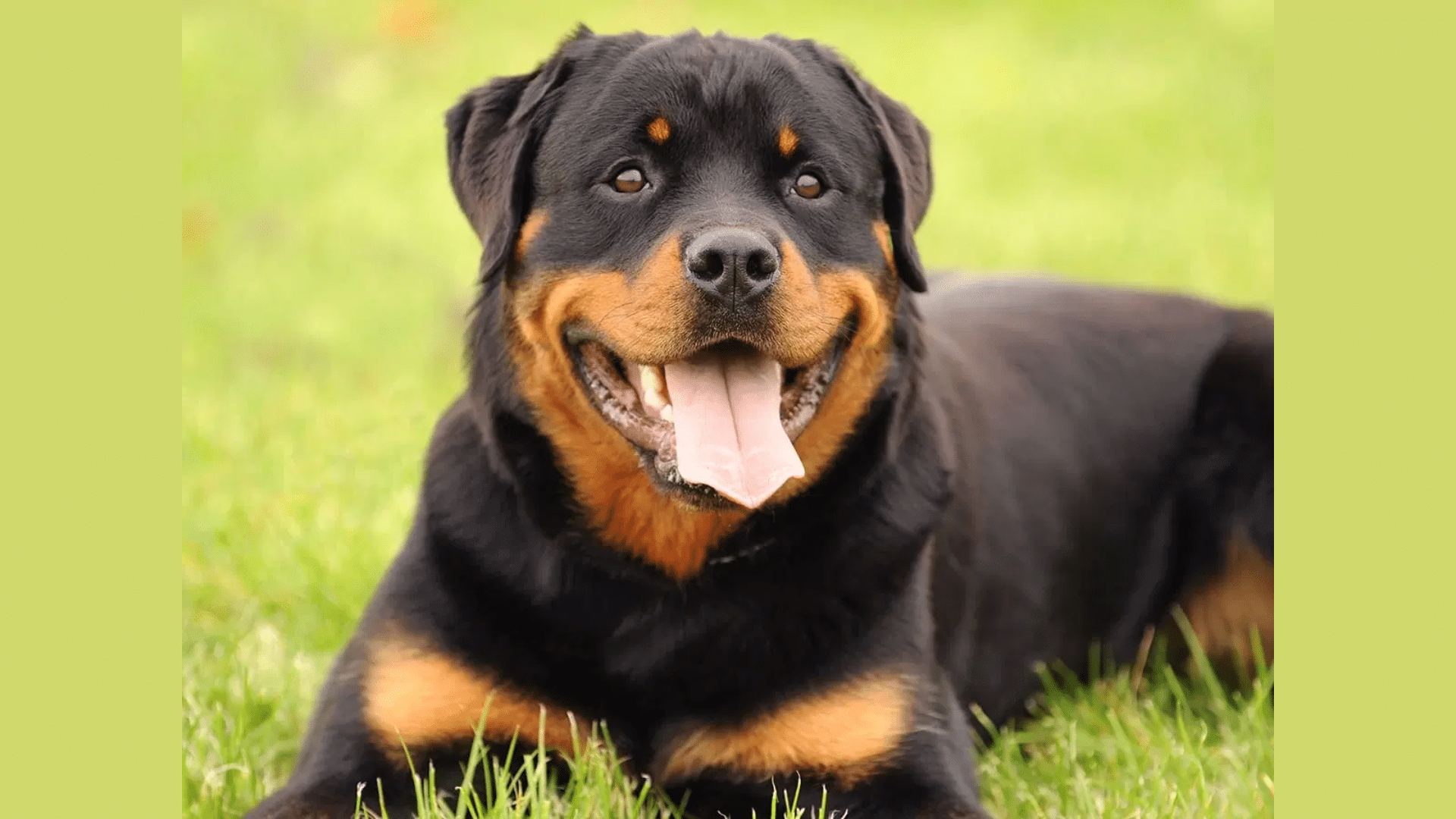 Rottweilers_Strength-Based_Traits
