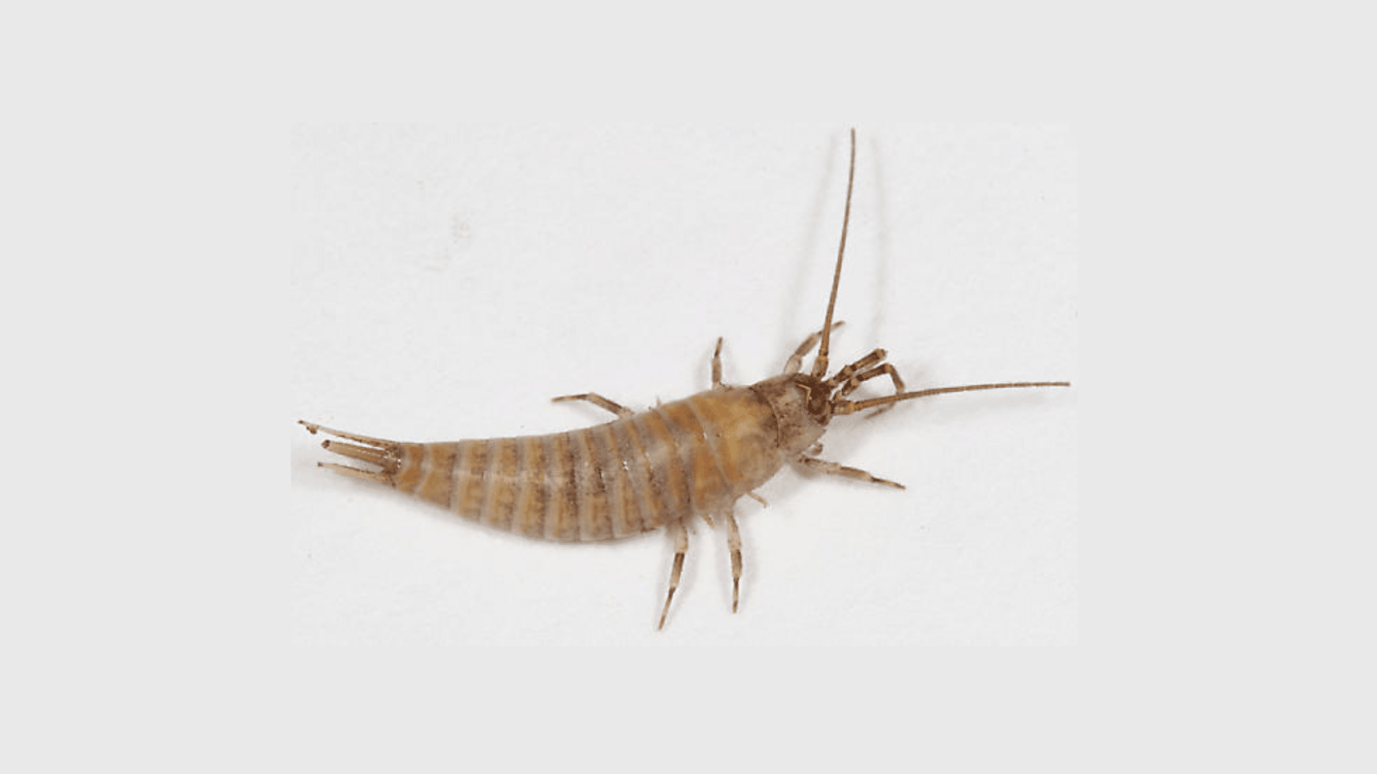 aJumping_Bristletails