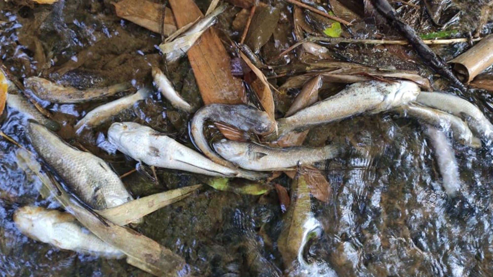 Fish_Poisoning_was_Practiced