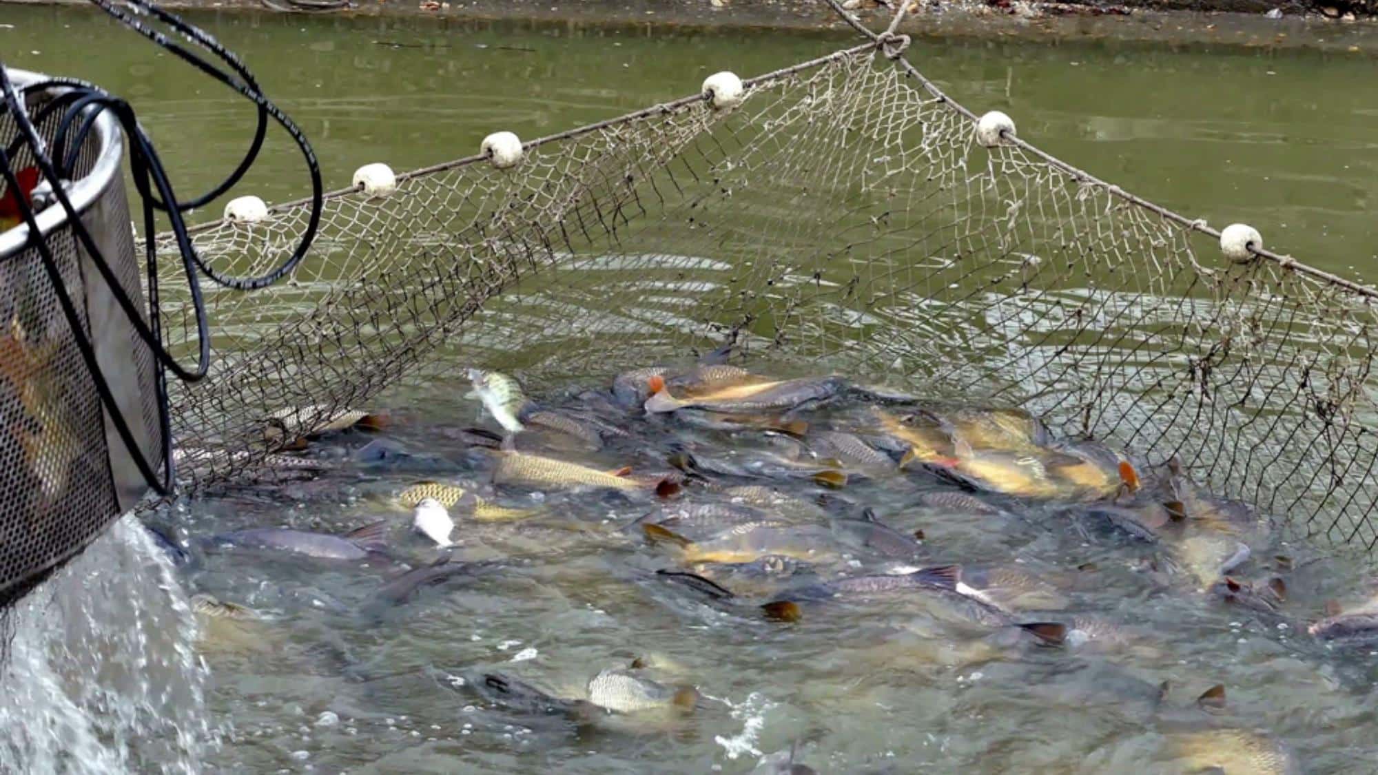 Freshwater_Fish_Farming_Began_in_Ancient_Times